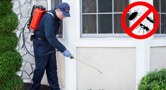Bafra Fare İlaçlama böcek ilaçlama ve haşere kontrolü — ilaclama-tr.com